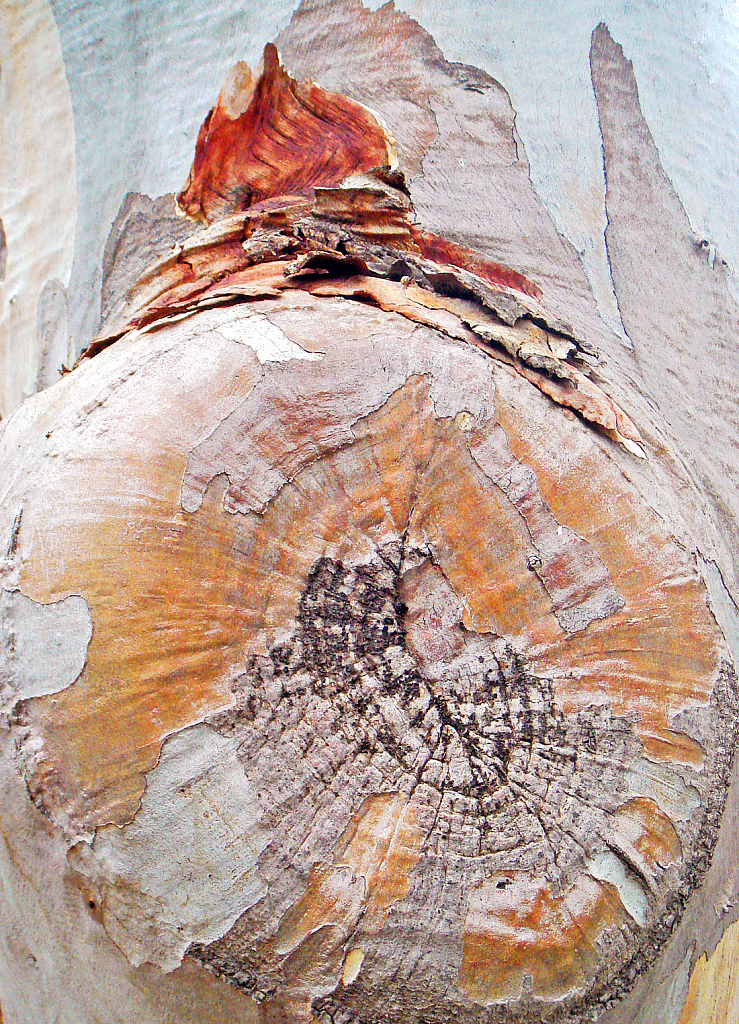Eucalyptus bark detail.