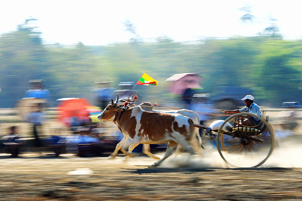 Bull race