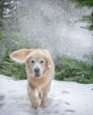 Marley in Snow