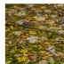 © Philip B. Ludwig PhotoID # 15786199: Autumn Leaves In Shallow Stream