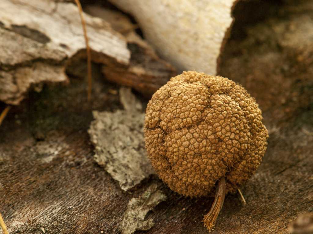 American Sycamore Seed Pod - ID: 15786200 © Philip B. Ludwig