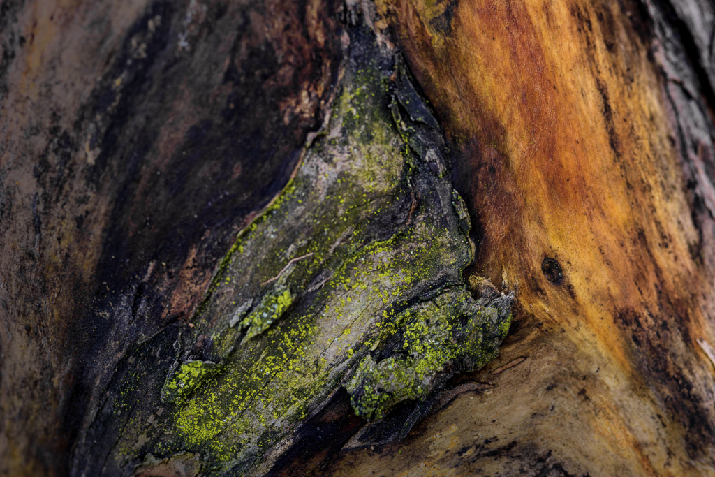 Colors On An Old Log - ID: 15786201 © Philip B. Ludwig