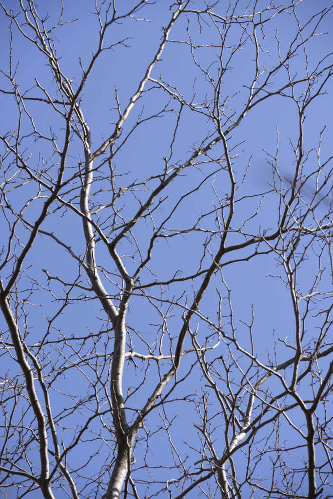 Side Lit Tree Branches