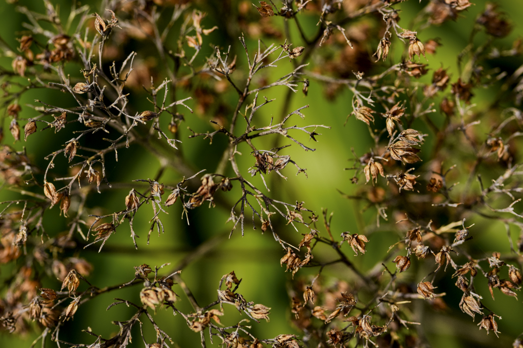 Flower Seed Heads - ID: 15786203 © Philip B. Ludwig