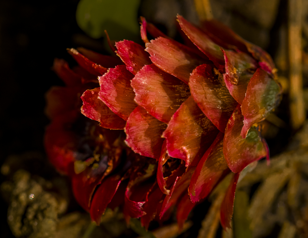 A Colorful Seed Head