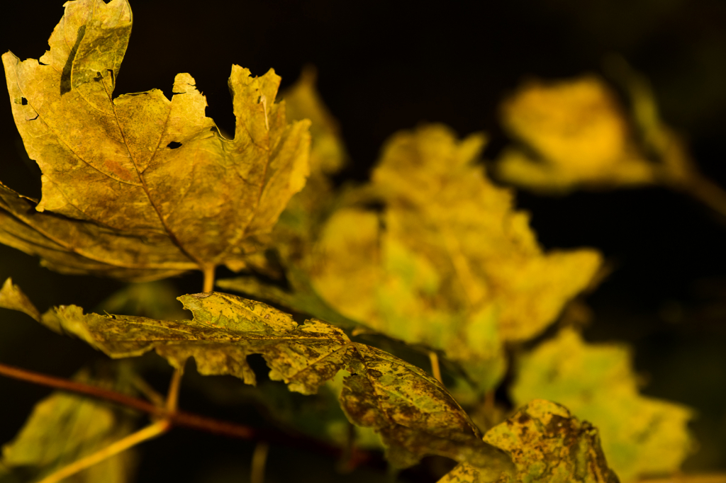 Fall Leaves - ID: 15786205 © Philip B. Ludwig