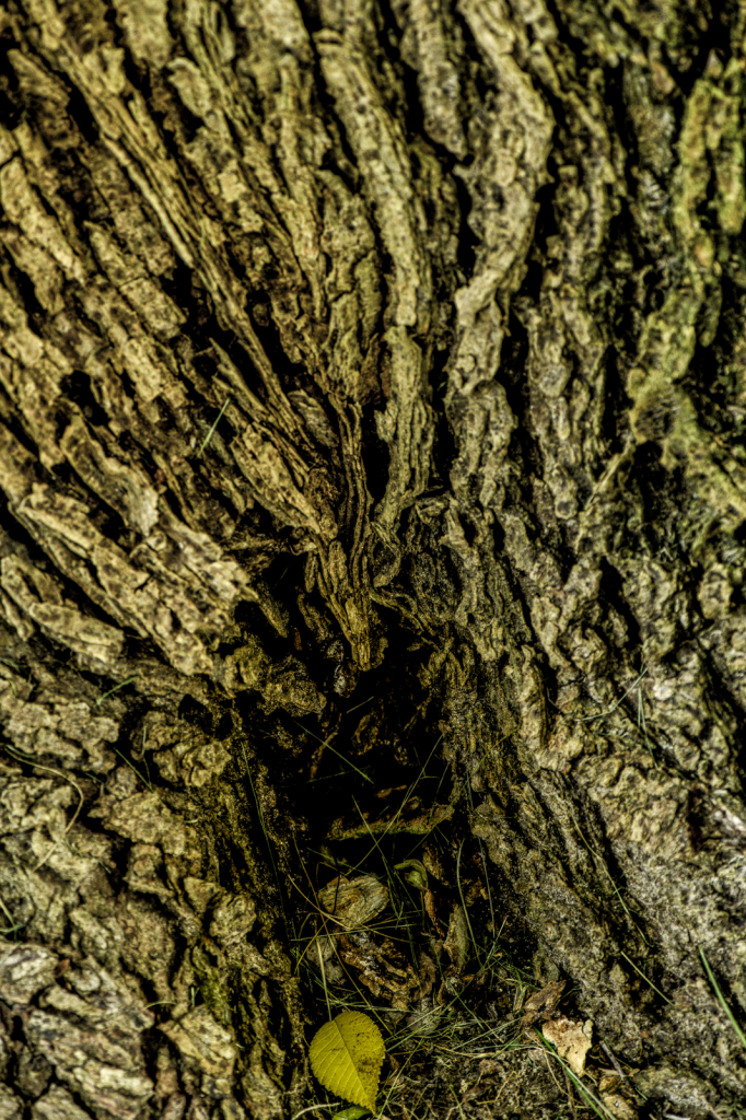 Old Tree Trunk - ID: 15786207 © Philip B. Ludwig