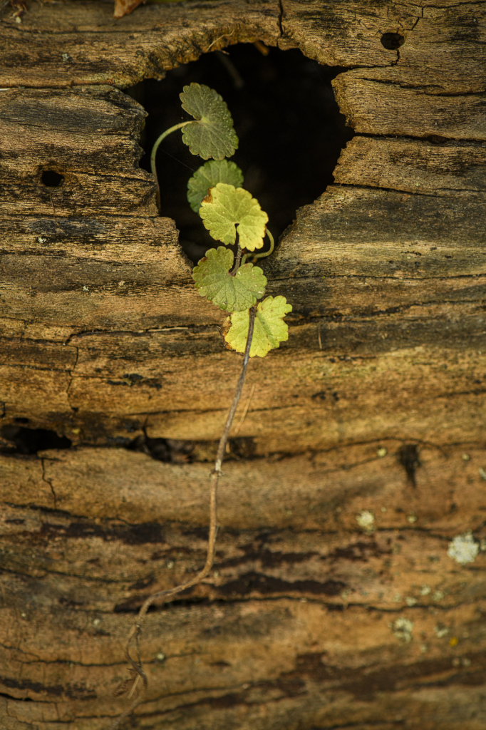 Weed Growing On Log - ID: 15786208 © Philip B. Ludwig