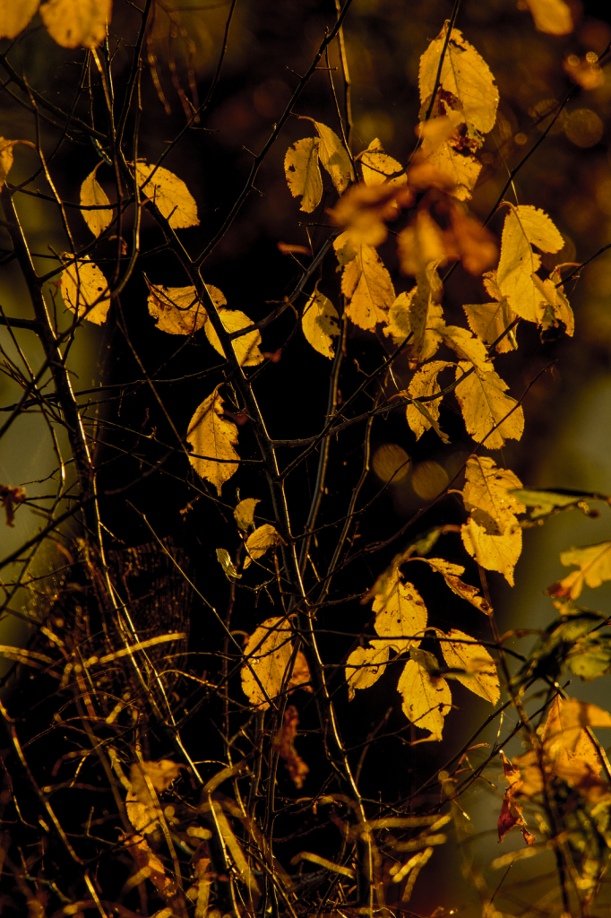 Golden Leaves Of Fall - ID: 15786209 © Philip B. Ludwig