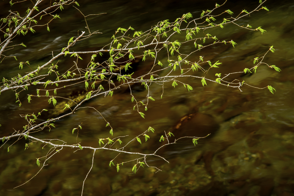 New Leaves Overhanging A Stream - ID: 15786210 © Philip B. Ludwig