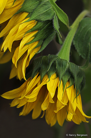 Sunflower Farewell 