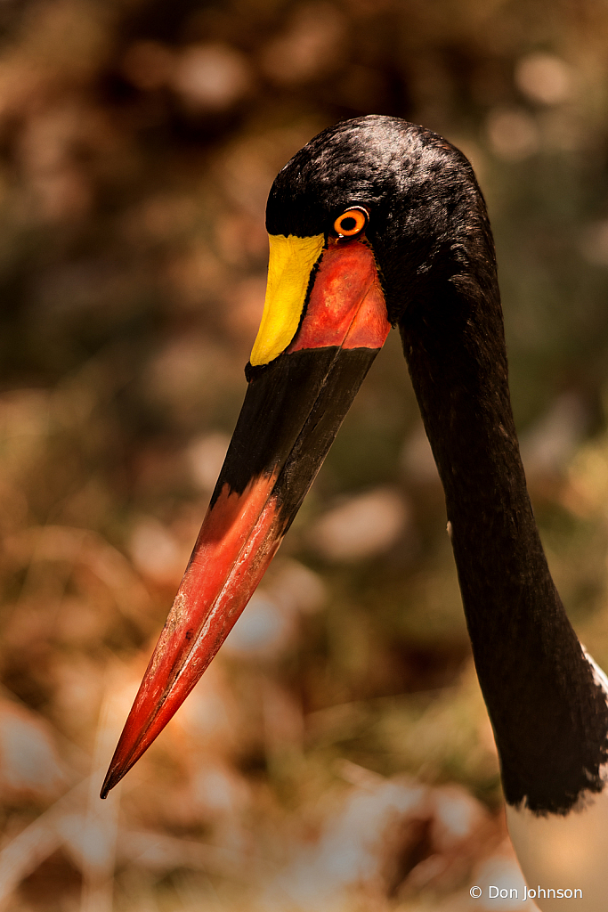 Saddle-Billed Stork 10-5-19 182