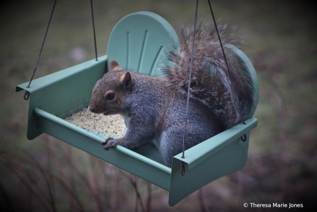 Squirrel Swing - ID: 15786272 © Theresa Marie Jones