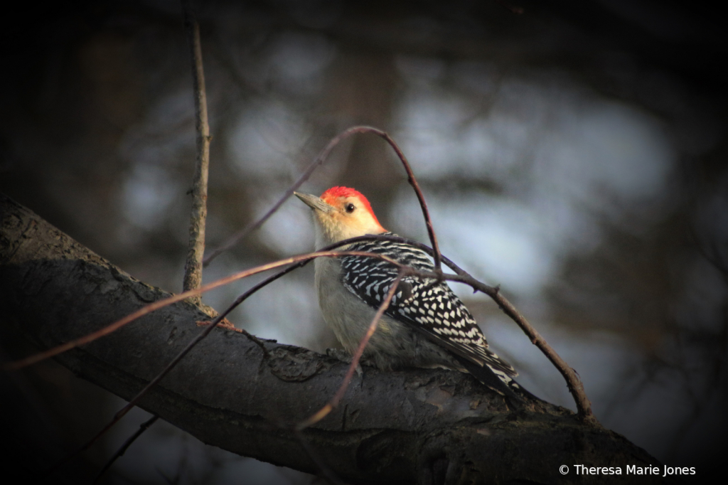 RB Woodpecker - ID: 15786277 © Theresa Marie Jones