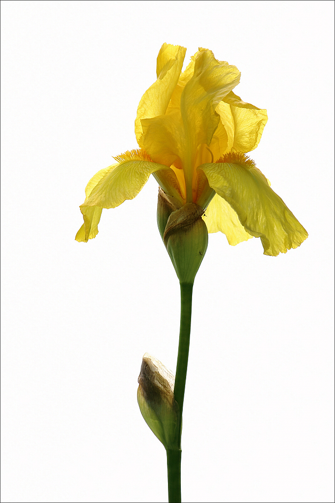 Backlit yellow iris