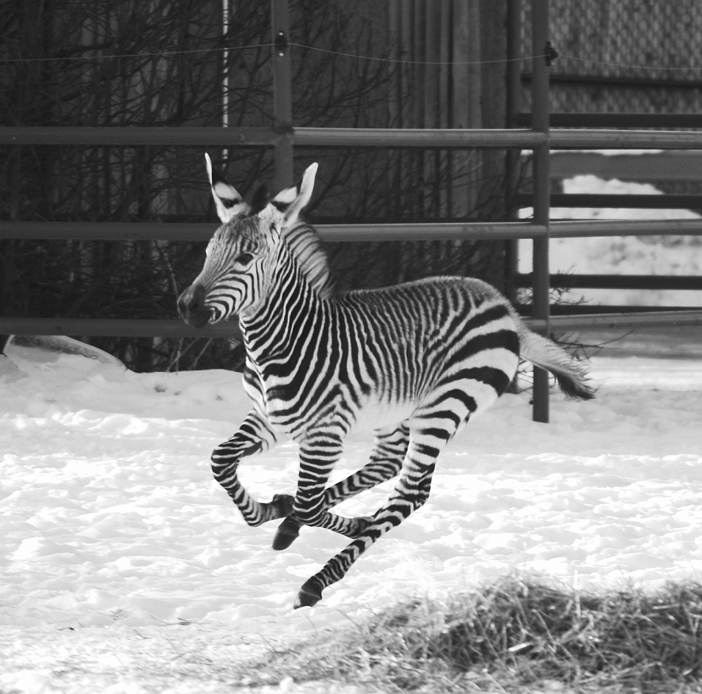 Baby Zebra gallops!