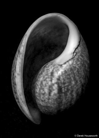 Gastropod Shell
