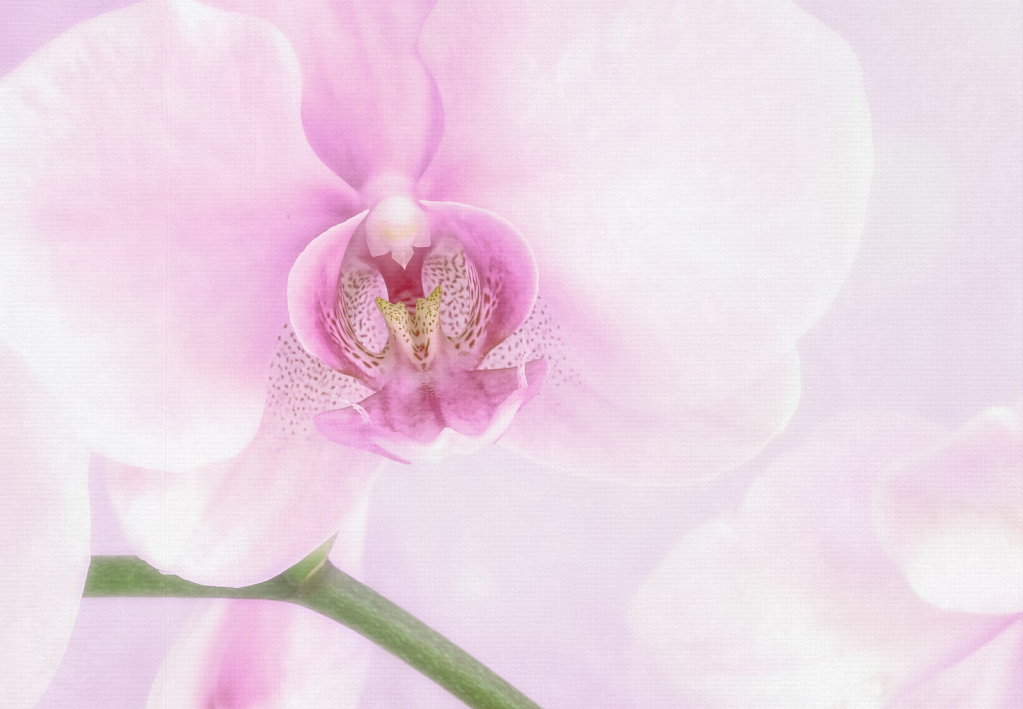 Delicate Orchid