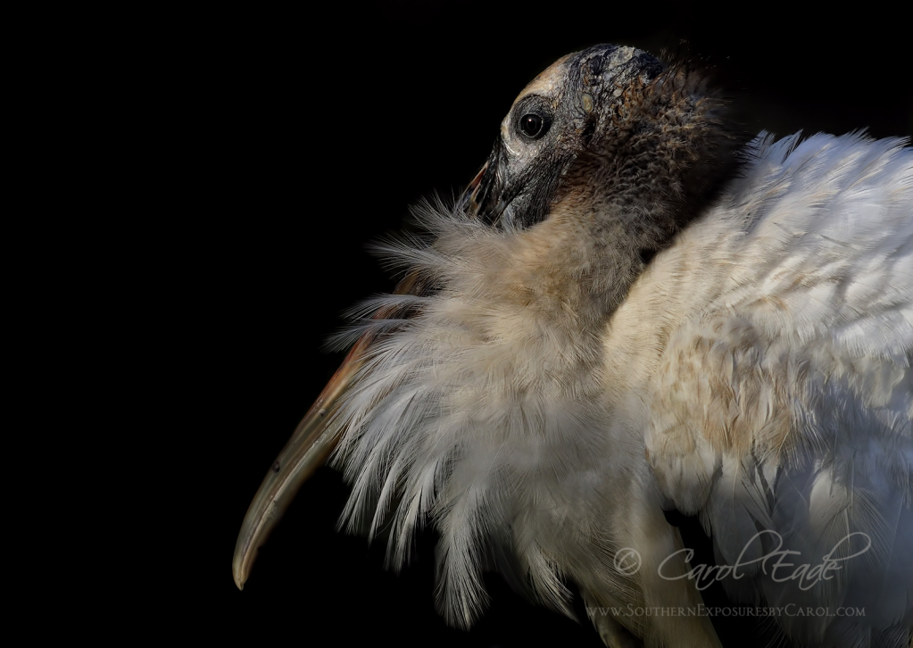 Sitting Pretty - ID: 15786380 © Carol Eade