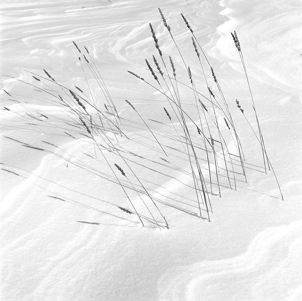 Snow ripples and rushes.