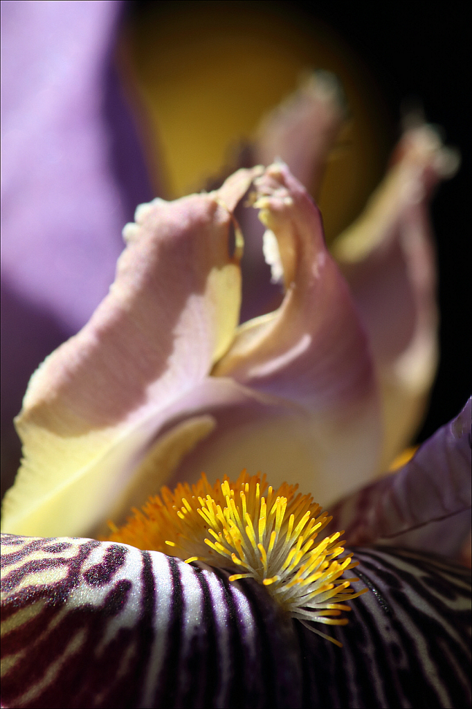 Iris ‘Alcazar’ close-up (hard light)