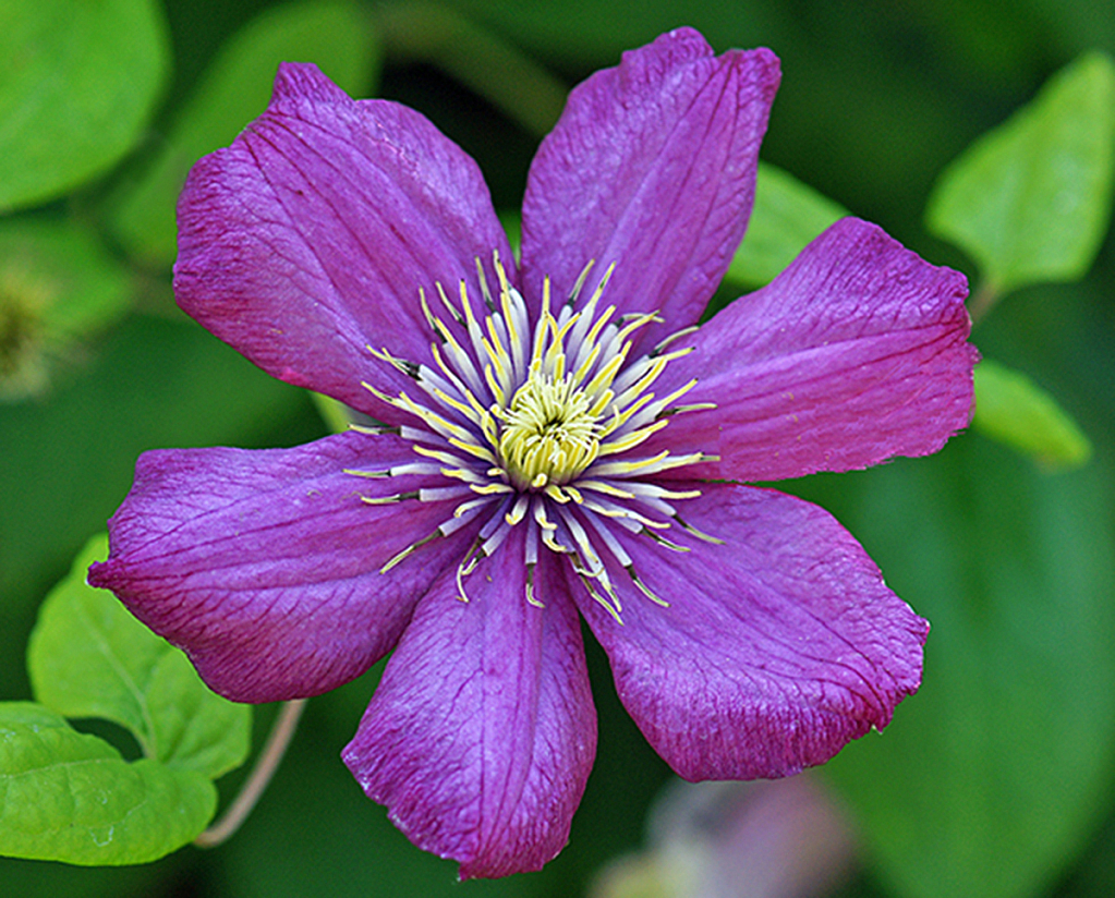 Purple Flower