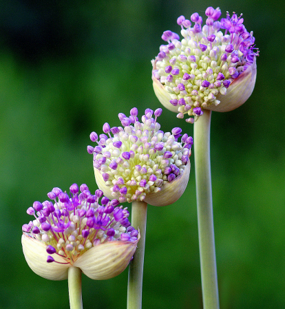 Flowers in thirds