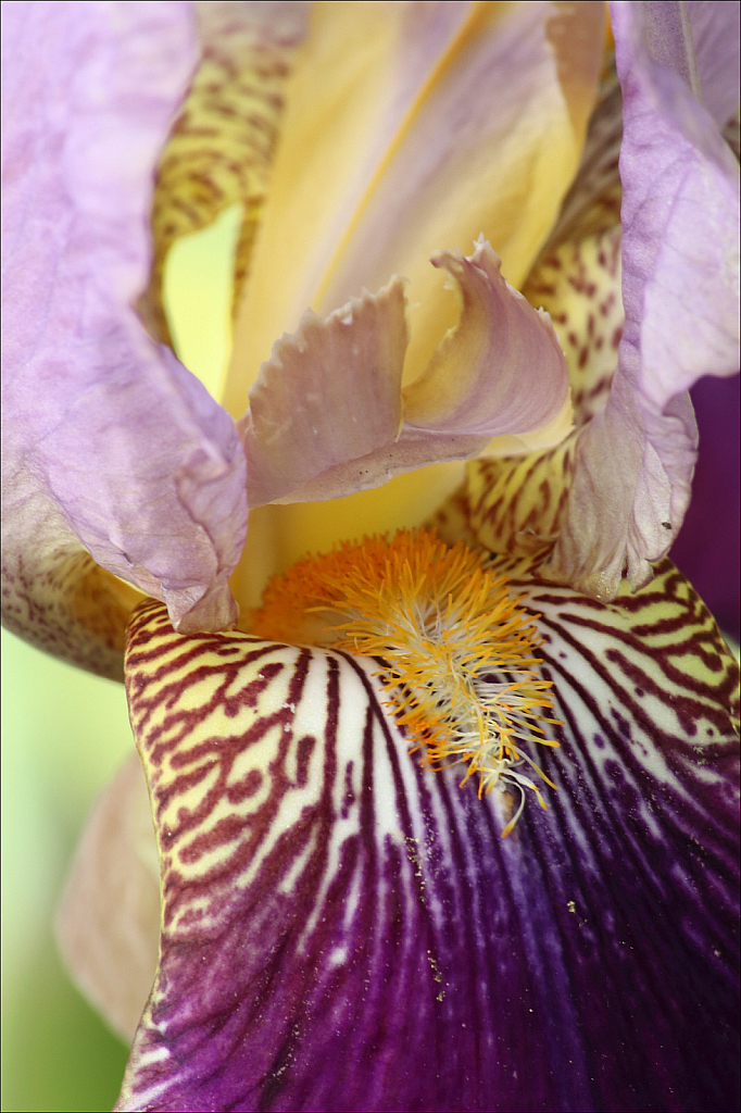 Iris ‘Alcazar’ close-up (soft light)