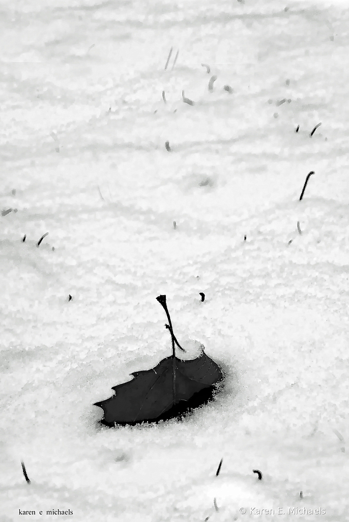 Leaf in Snow - ID: 15786599 © Karen E. Michaels