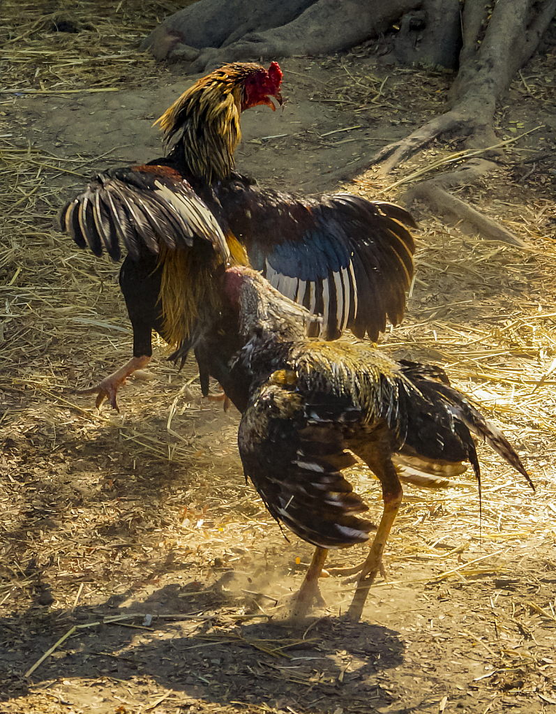 Chicken Fight Funny