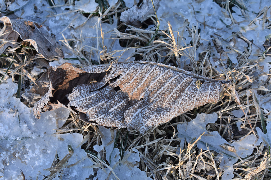Early Morning Frost