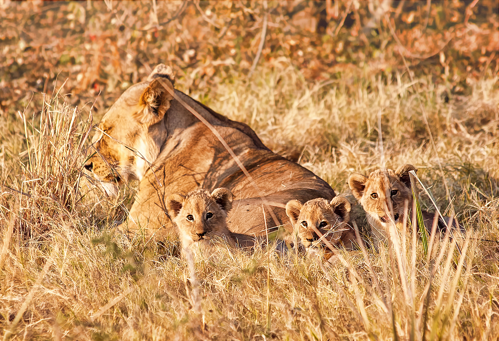 Three Cubs