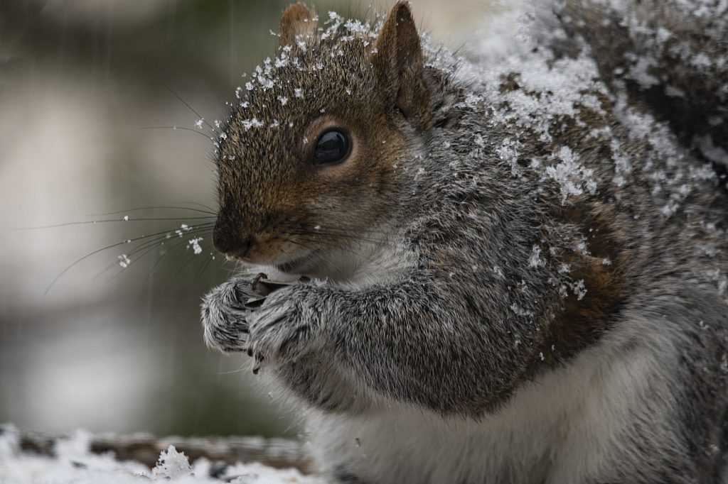 Winter Whiskers