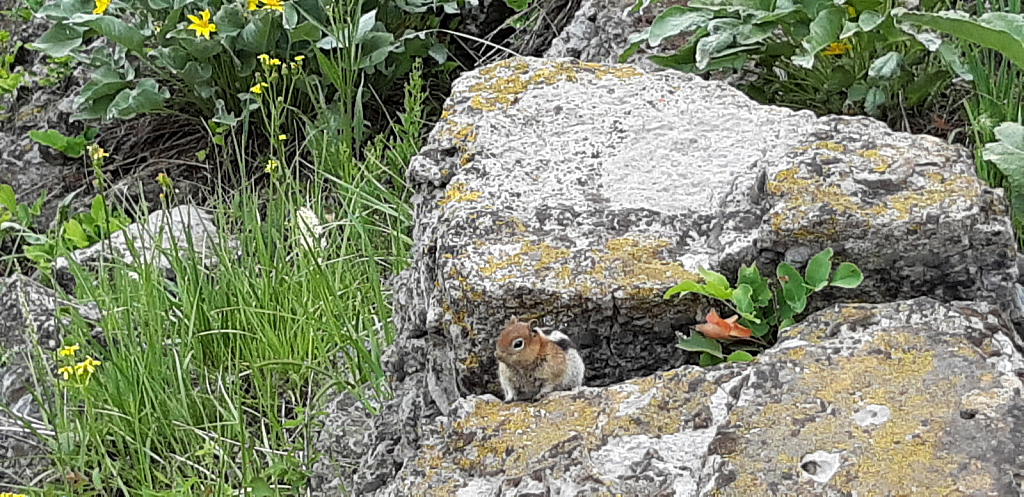 A lone chipmunk out of its element