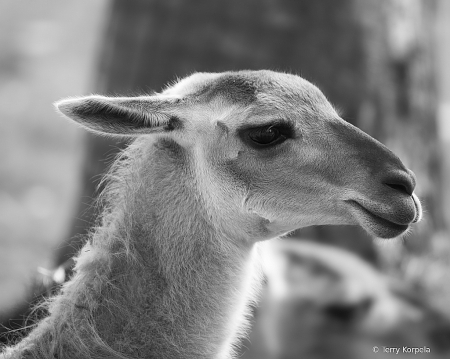 Guanaco