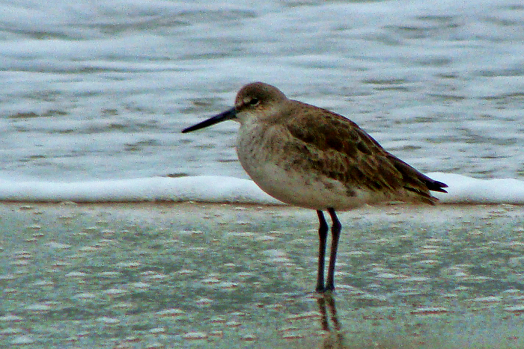 ALONE AT THE BEACH