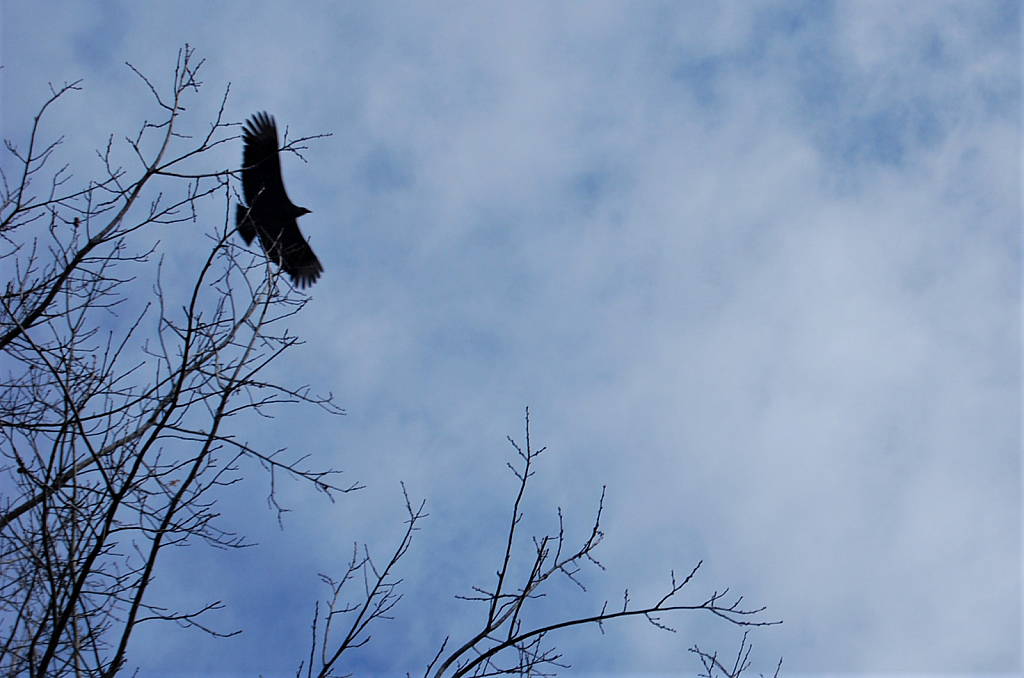 Vulture in Search of Carrion
