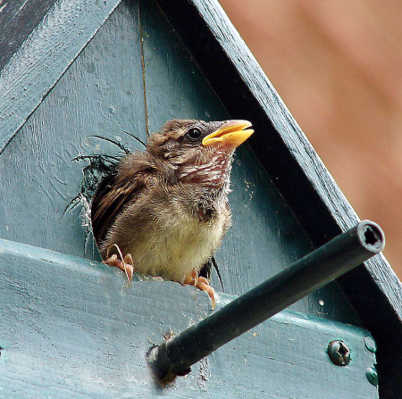 Baby House Sparrow