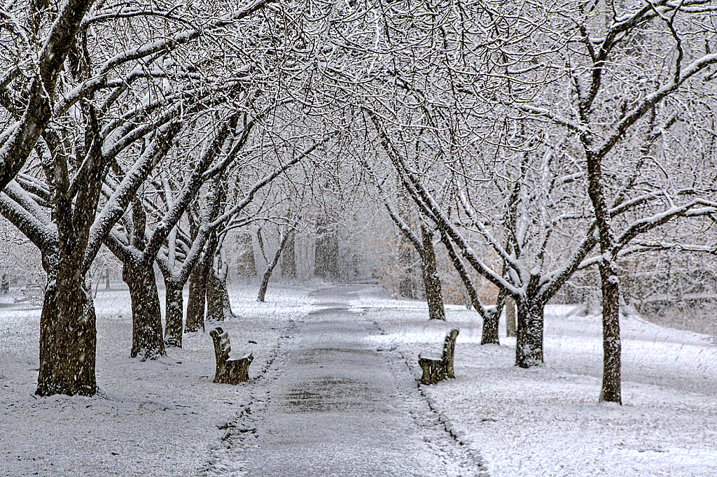 Everhart Cherries - Winter