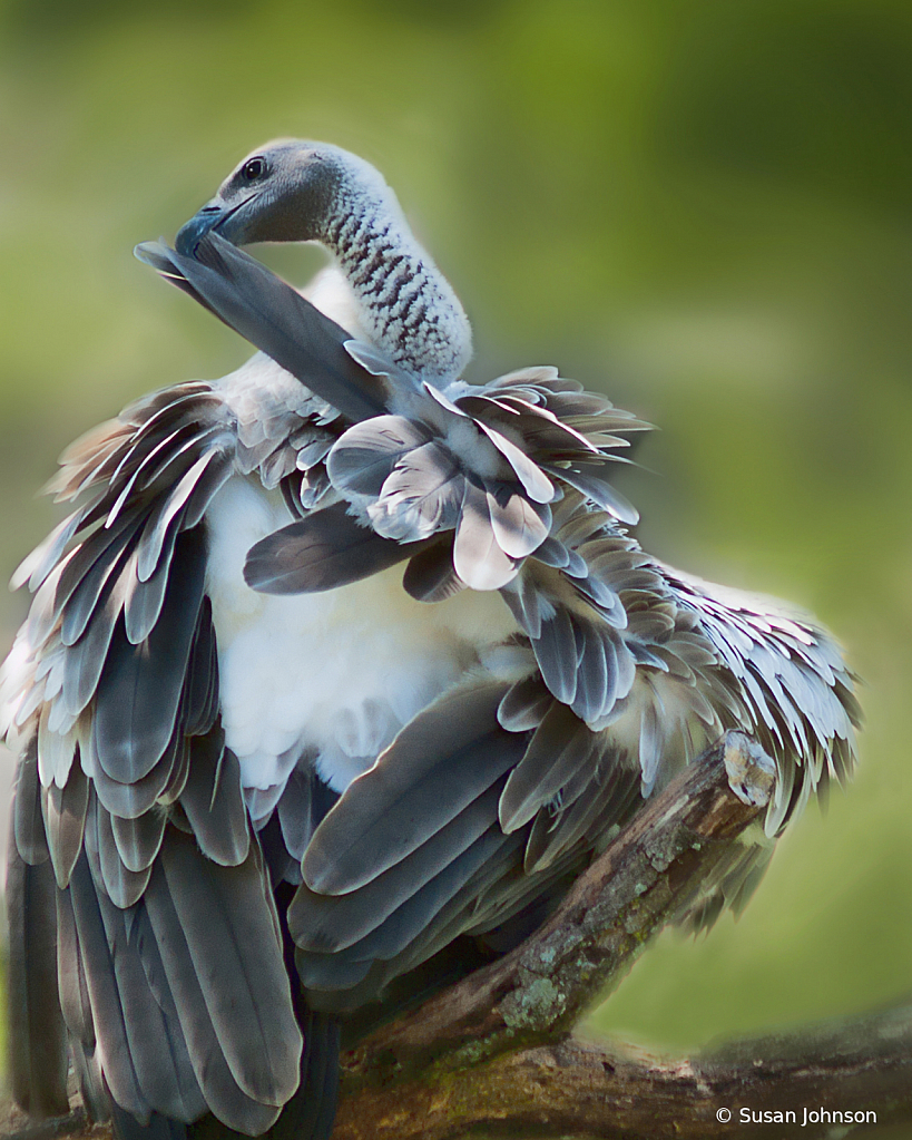 Buzzard Preening? - ID: 15786913 © Susan Johnson