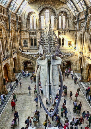 The Natural History Museum, London, UK