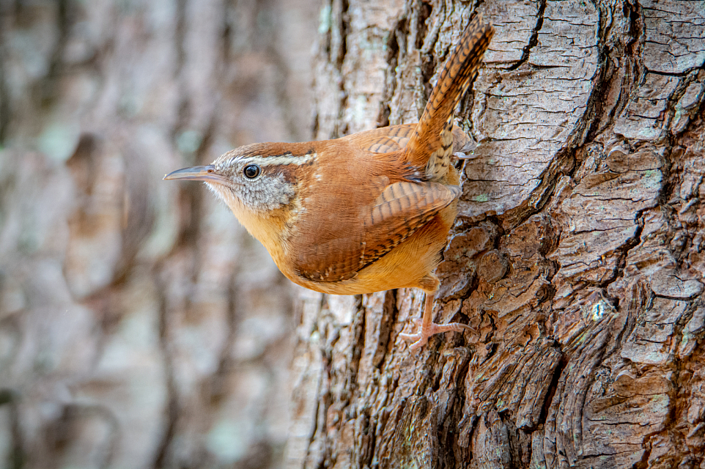 Wren