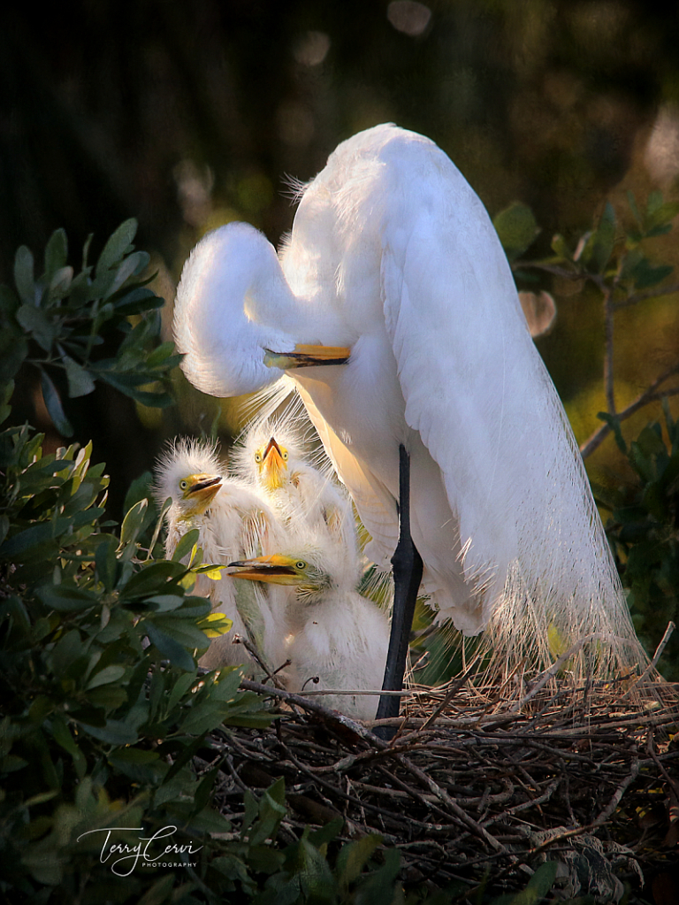 Getting Mom's Attention