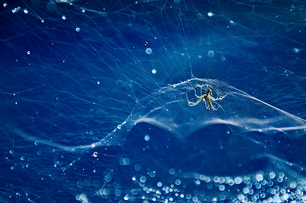 Spider