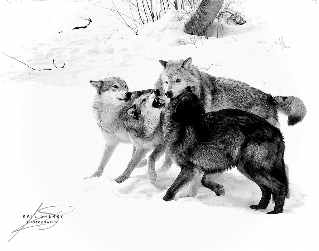 Wolf play