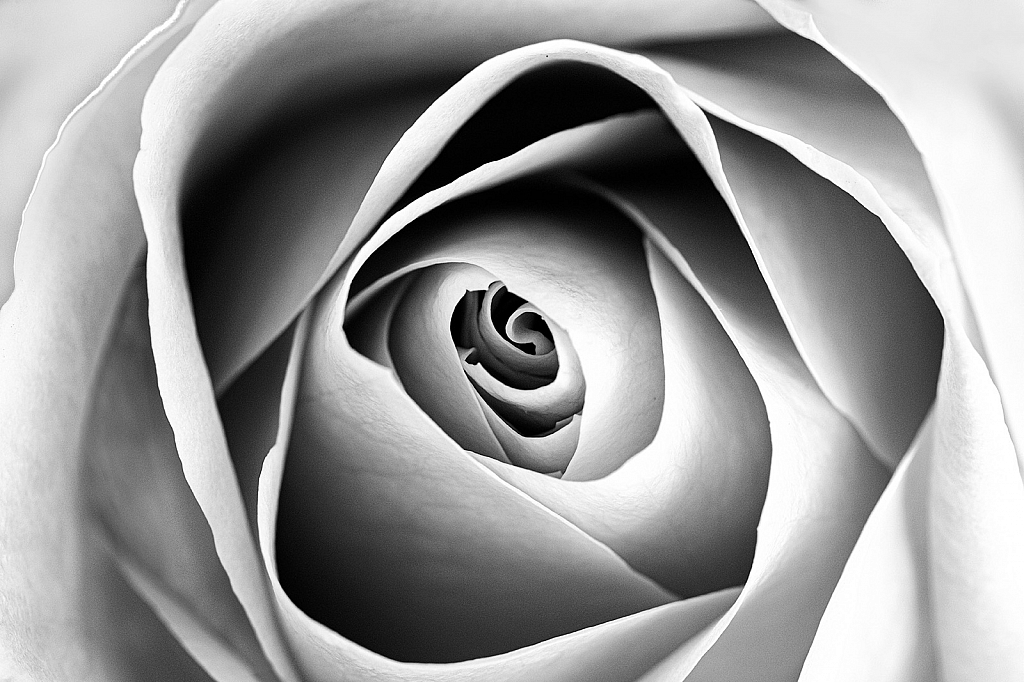 Black and White Rose