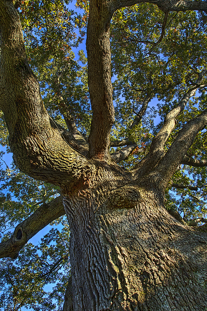 Big Tree,  New London Meeting