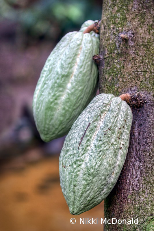 Cocoa Pods