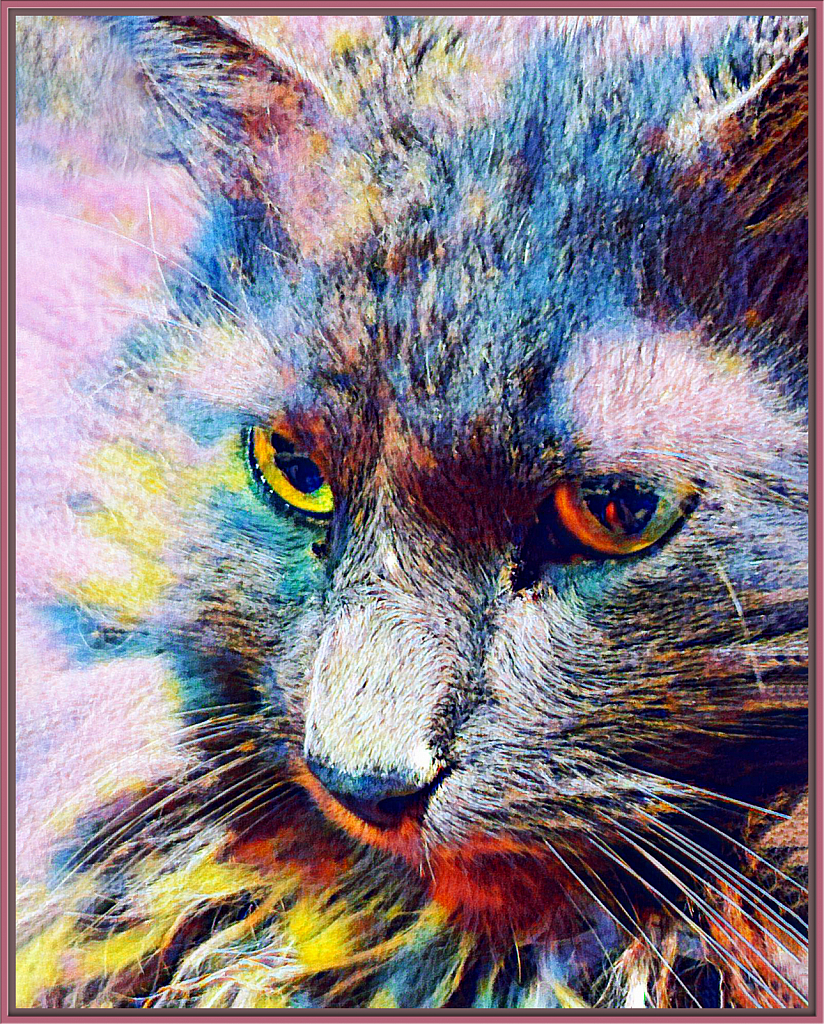 cat of many colors - ID: 15787421 © BARBARA TURNER