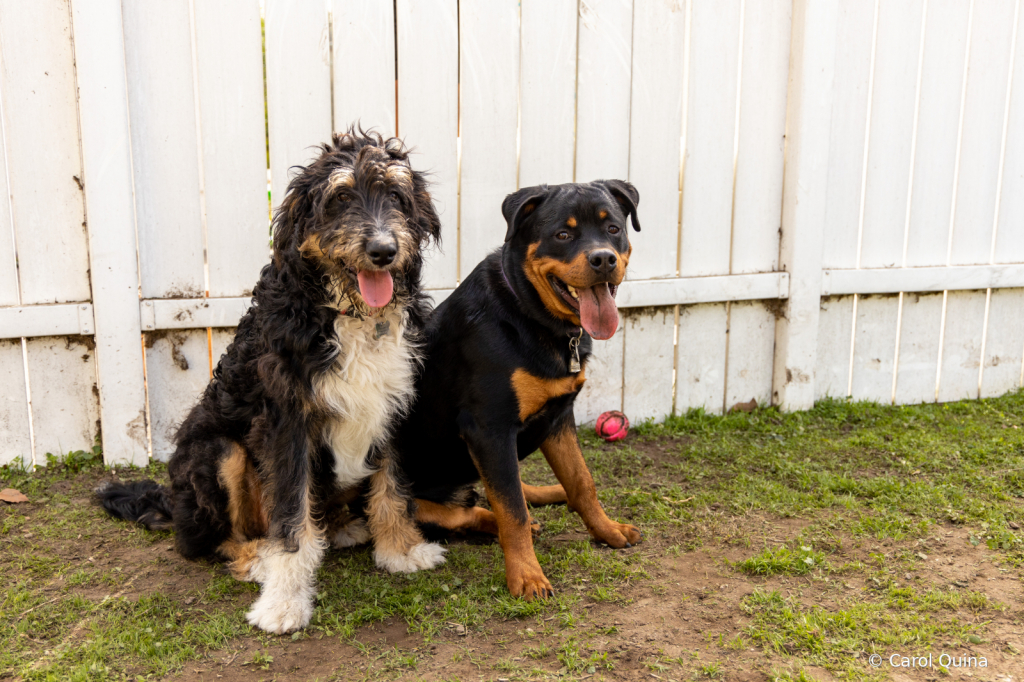 Dirty (Happy) Dogs!